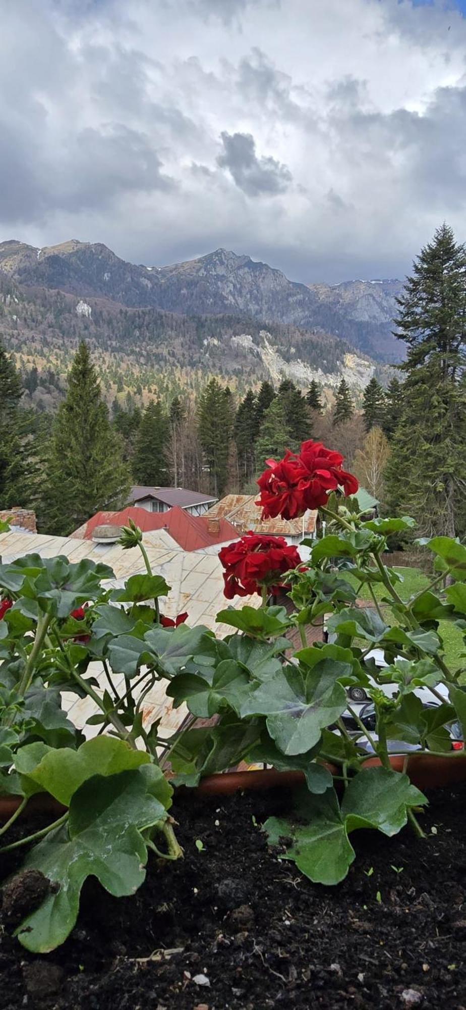 Hotel Piatra Soimului Sinaia Exterior foto